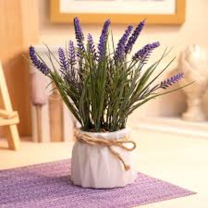 Лаванда в Темиртау