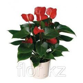 Красный антуриум