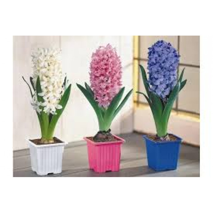 Гиацинты в Темиртау