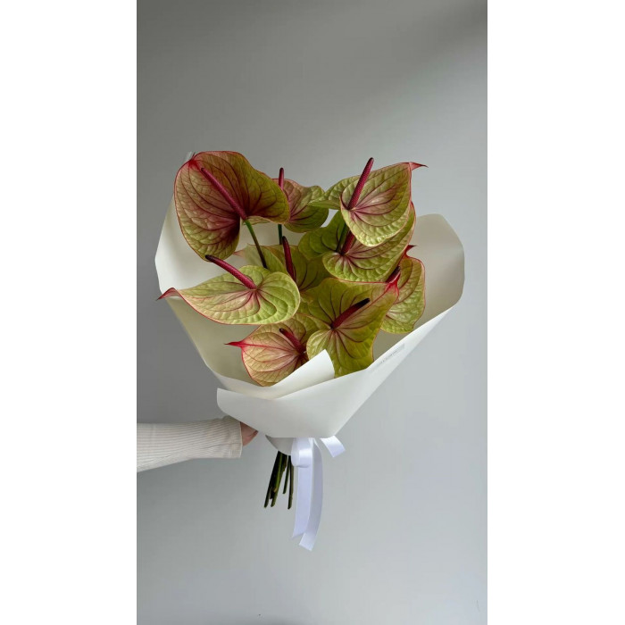 Антуриумы в Темиртау