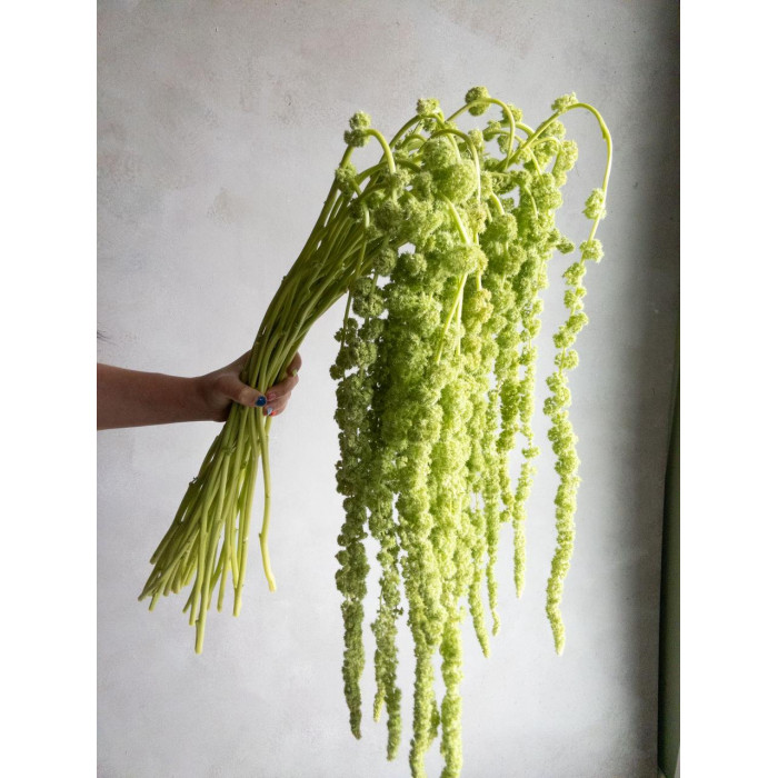 Амарантус в Темиртау