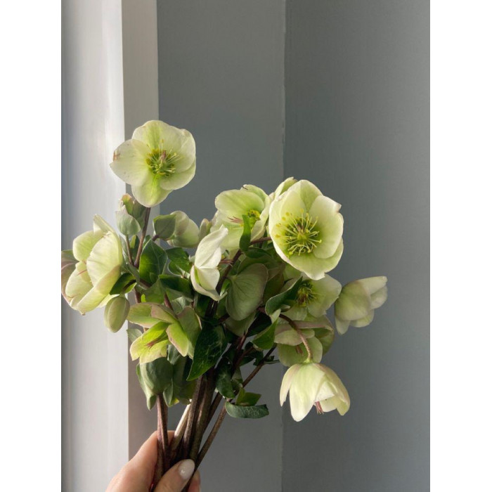 Хелеборус в Темиртау