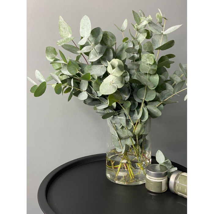 Эвкалипт в Темиртау