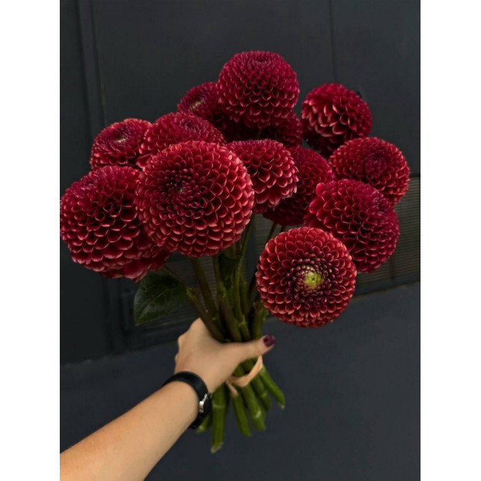 Георгины в Темиртау