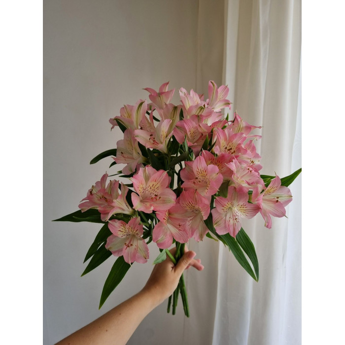 Альпиния в Темиртау