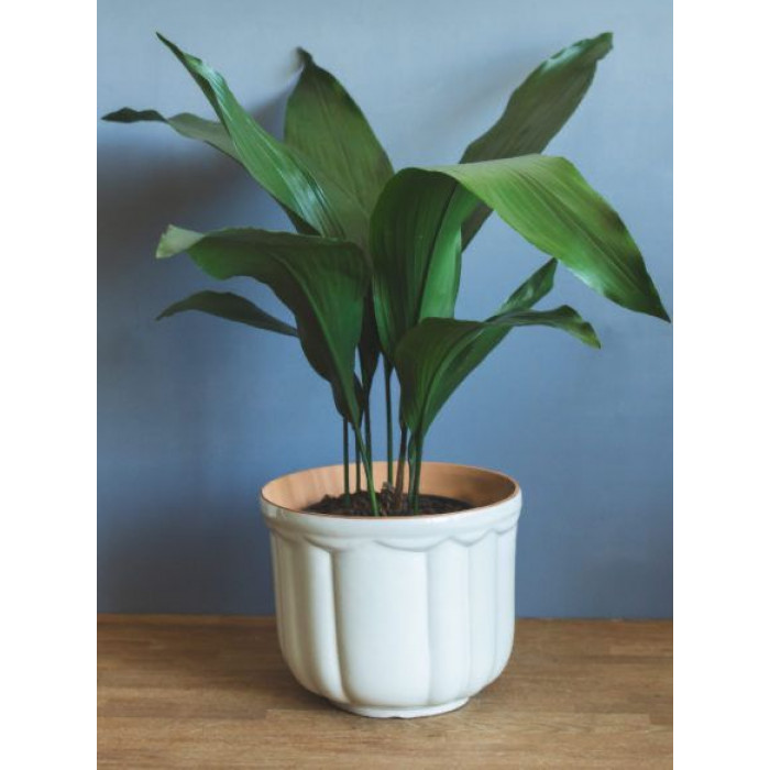 Аспидистра в Темиртау