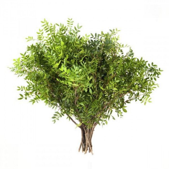 Писташ в Темиртау