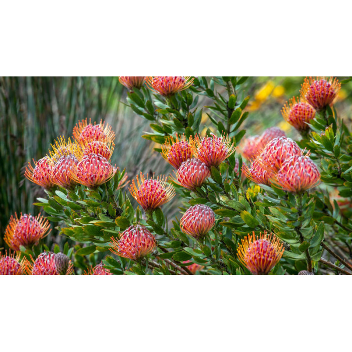 Леукоспермум в Темиртау