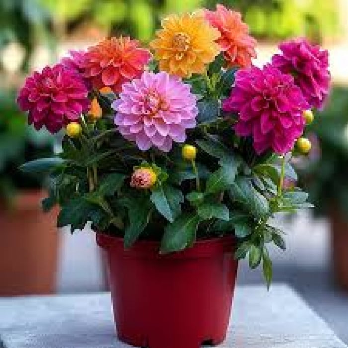 Георгины в Темиртау