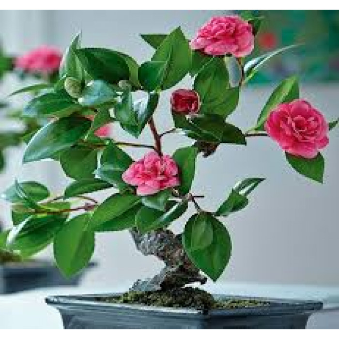 Камелия в Темиртау