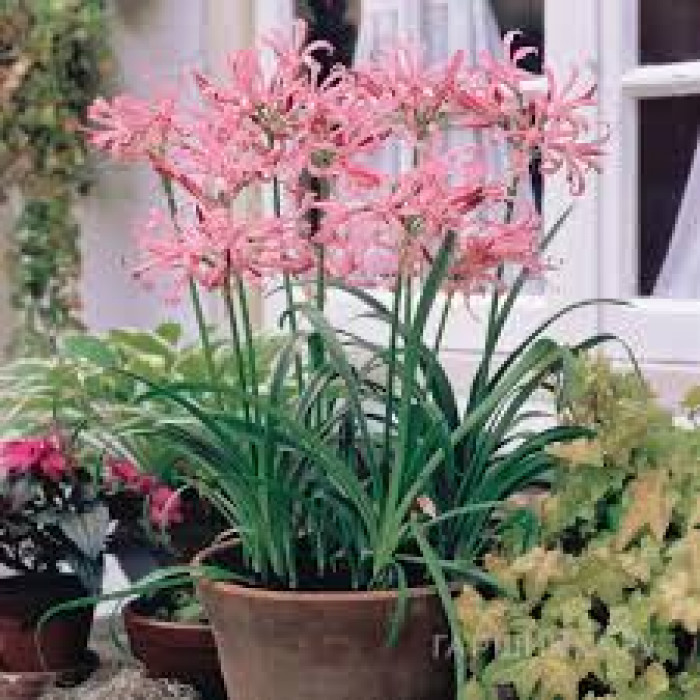 Нерине в Темиртау