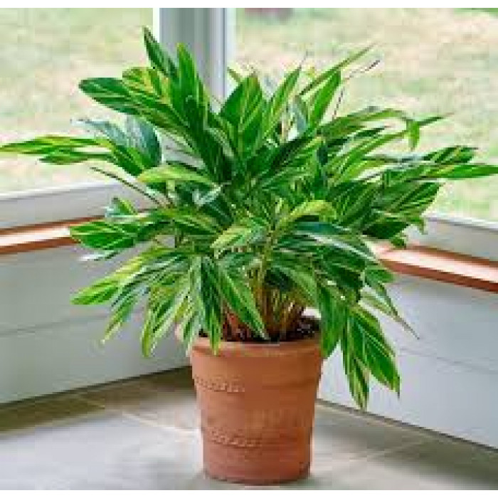 Альпиния в Темиртау