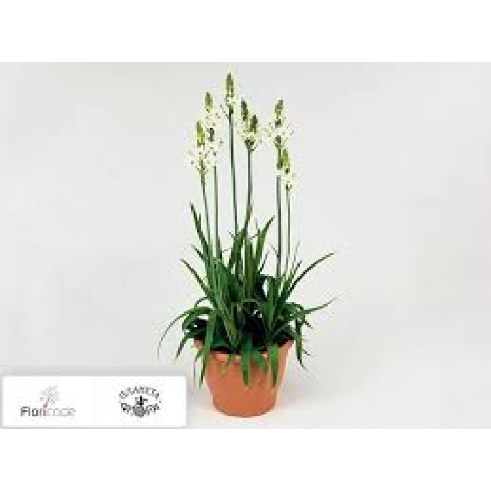 Орнитогалум в Темиртау