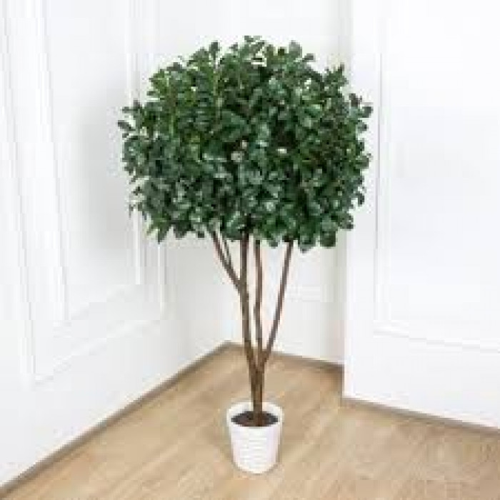 Рускус в Темиртау